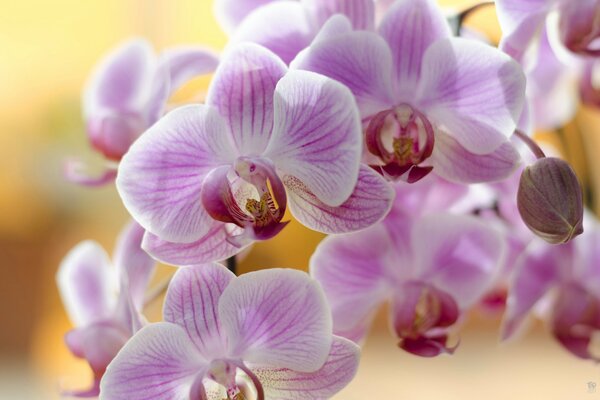 Flores de orquídea rosa