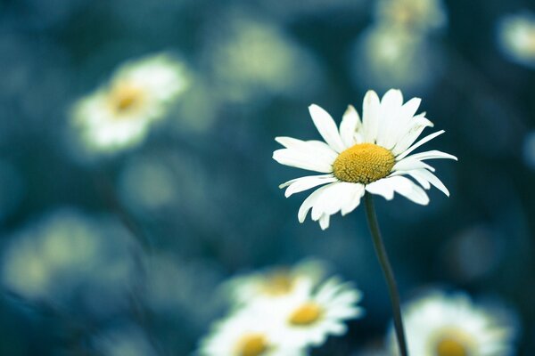 Beautiful big daisies in the field