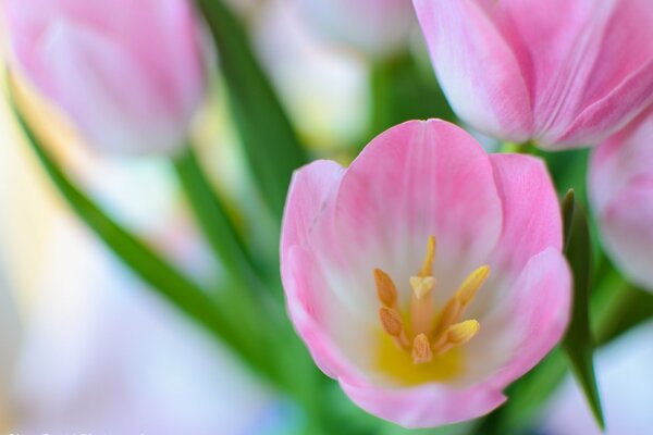Tulipano di primavera di tulipani rosa