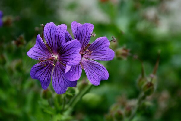 Malva lilla su sfondo sfocato