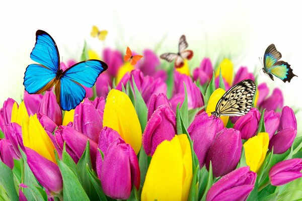 Helle Schmetterlinge über einem Tulpenstrauß