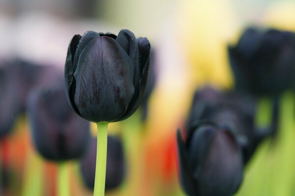 Slender black tulips in the field