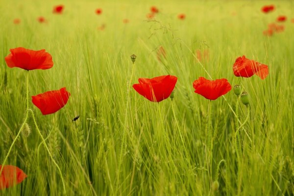 Têtes de coquelicots rouges sur un champ vert