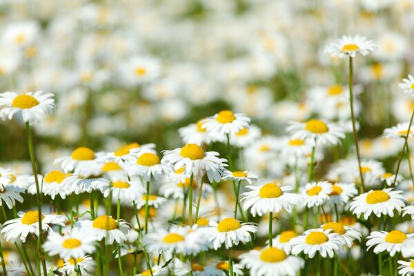 Las margaritas de campo se ven soleadas y brillantes