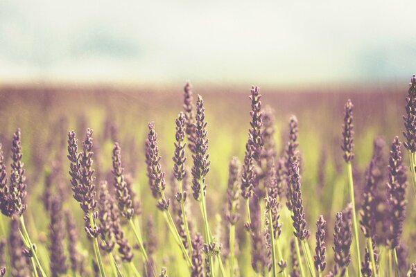 Piccoli fiori lilla su sfondo sfocato del campo