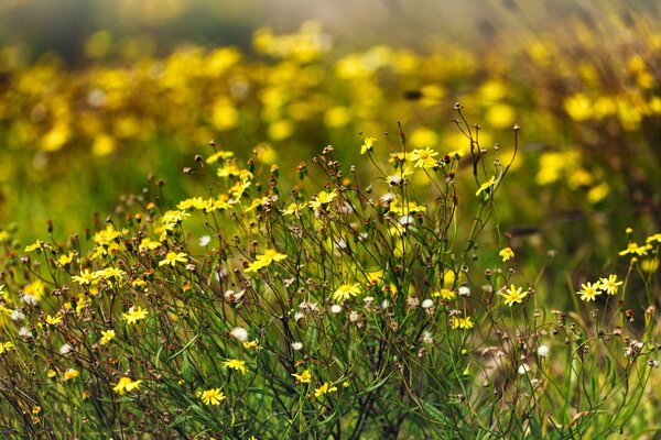 Various small wildflowers