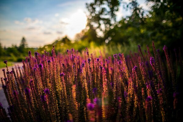 Photo de la nature sous le soleil couchant