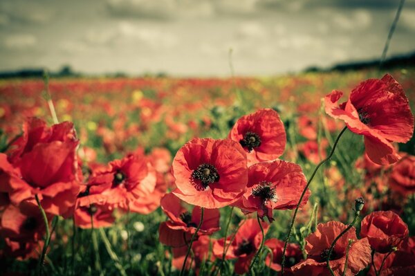 Ein riesiges Feld von roten Mohnblumen