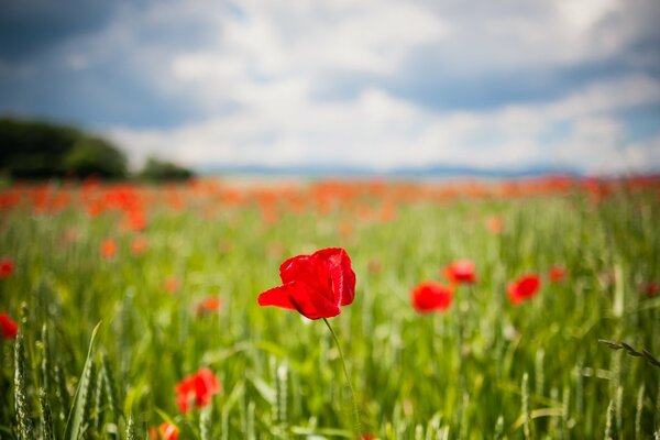 Red tulips among the greenery of the fields