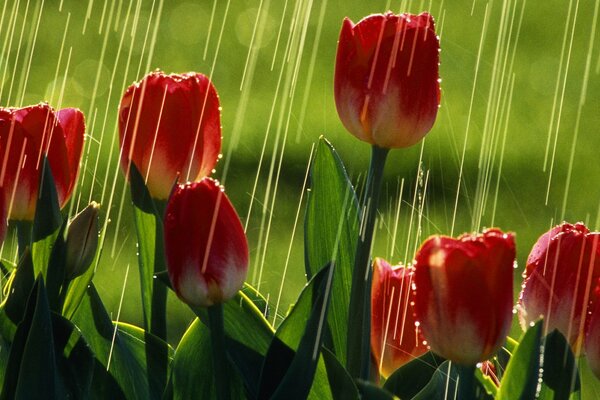 Red tulips in the summer rain