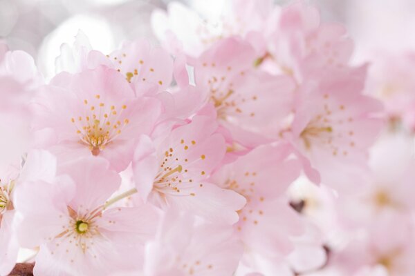 Gentle sakura reminded of spring