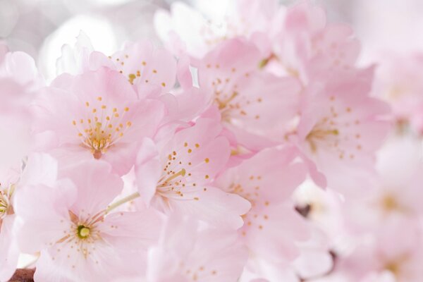 Tierno Sakura recuerda la primavera