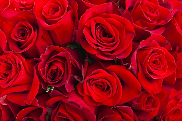Ramo de flores de rosas rojas