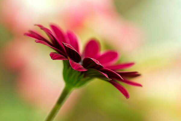 The gerbera flower reaches out to the sun