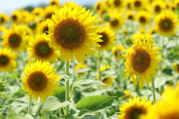 Campo di girasoli sotto il sole splendente