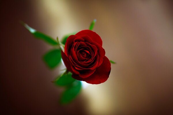 Красная роза размытие обои
