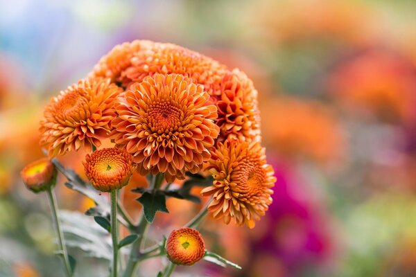 Große orangefarbene Chrysanthemen auf verschwommenem Hintergrund