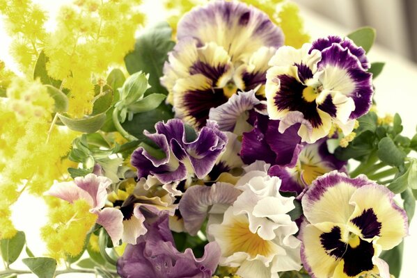 A bright bouquet consisting of pansies and viola