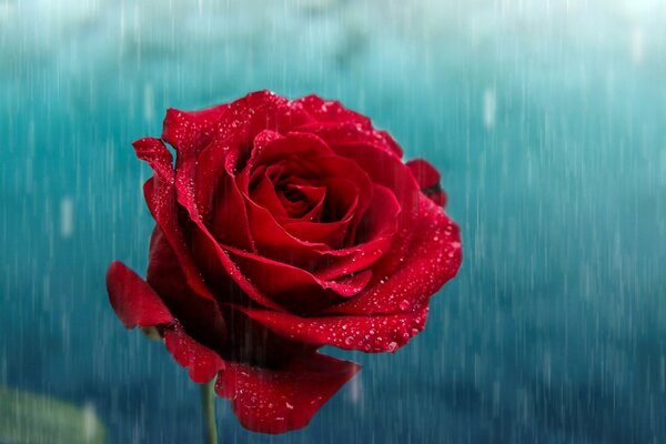 Raindrops on the petals of a red rose