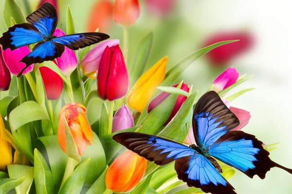 Mariposas sentadas en un ramo de tulipanes