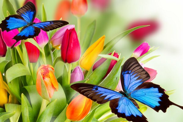 Farfalle sedute su un mazzo di tulipani