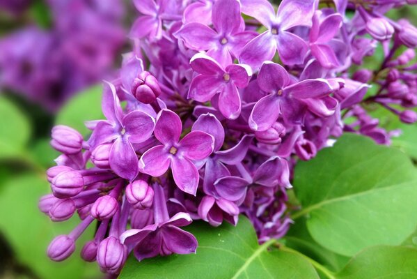 Spring nature on the background of lilac branches