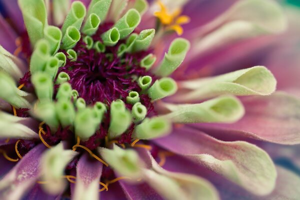 Flor de Dalia con pétalos de rosa