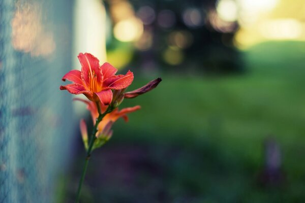 A lonely red flower. Widescreen wallpaper. High-quality photography. Blurring