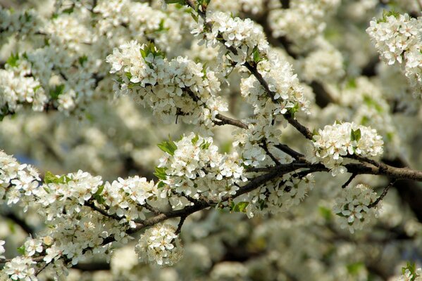 I fiori di ciliegio fioriscono con incredibili fiori bianchi