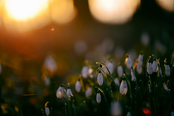 Sonnenstrahlen fallen auf zarte Blumen