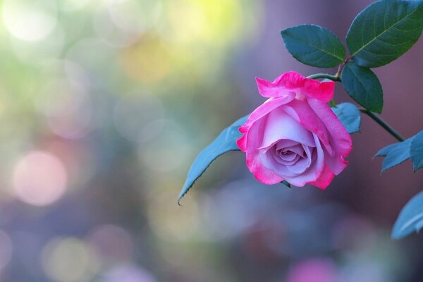 A blooming bud of a delicate rose on a colored blurred background
