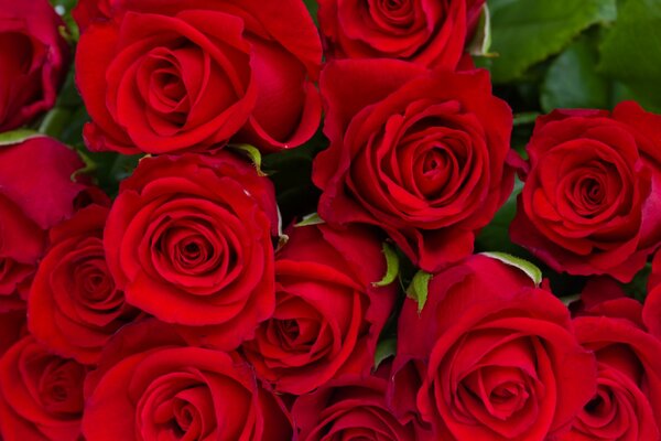 Bouquet di boccioli di rosa rossa