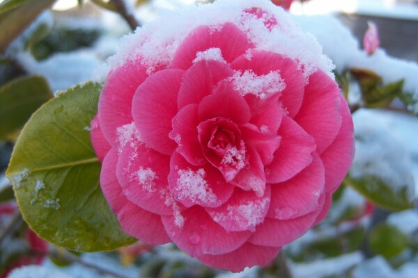 Camelia bajo la nieve, un milagro de las maravillas