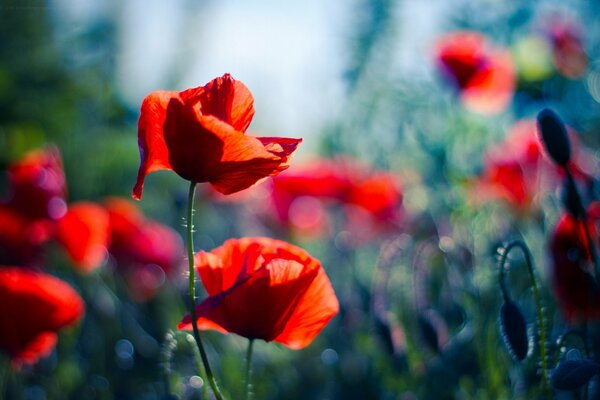 Poppy field with highlights