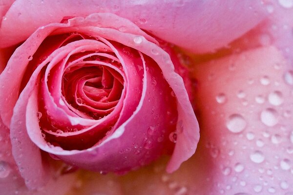 Sul fiore rosa gocce trasparenti come diamanti