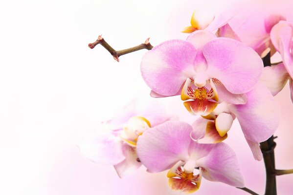 Eine zartrosa Orchidee. Heller Hintergrund