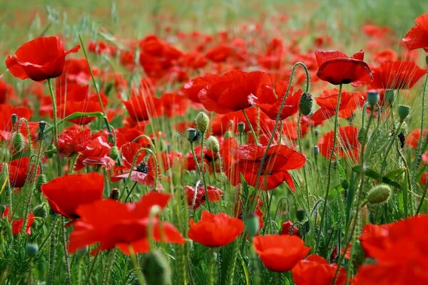 Campo de amapolas rojas en flor