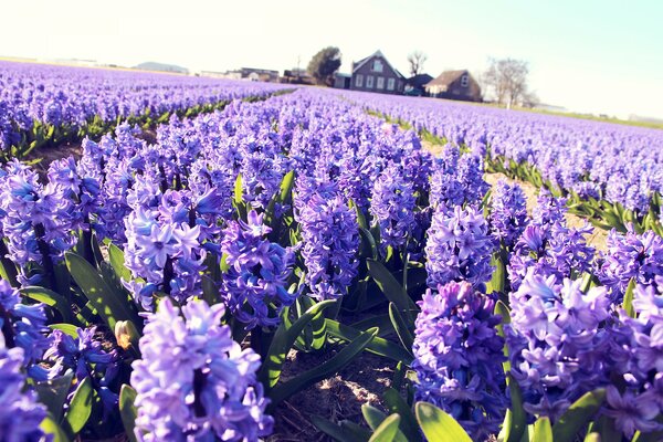 Campo de jacintos Lilas y casa