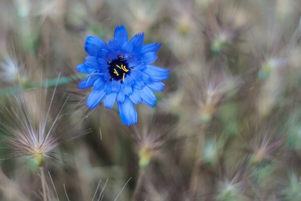 Blue wild flower among dry grass