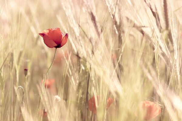 Die Natur. Hintergrund. zwniou. Mohn