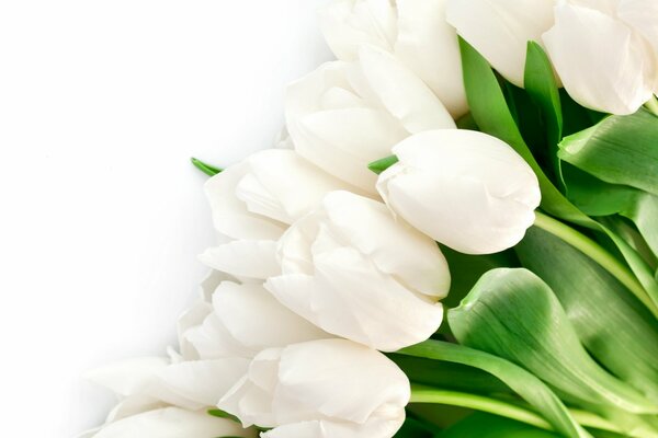 Букет белоснежных тюльпанов на белом фоне