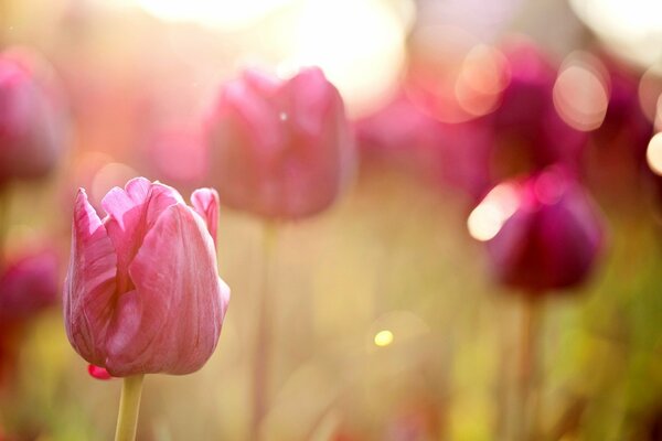 Campo illuminato di tulipani rosa