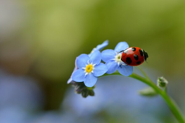 Coccinella seduta su nontiscordardime