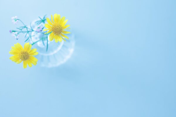 Yellow daisies on a blue background