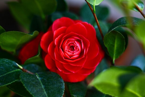 Macro shooting of camellia