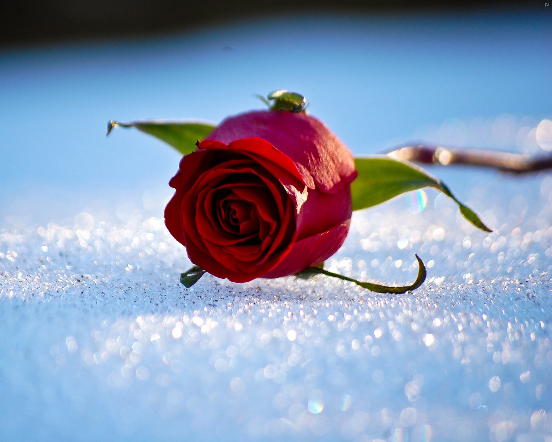 rose neige hiver