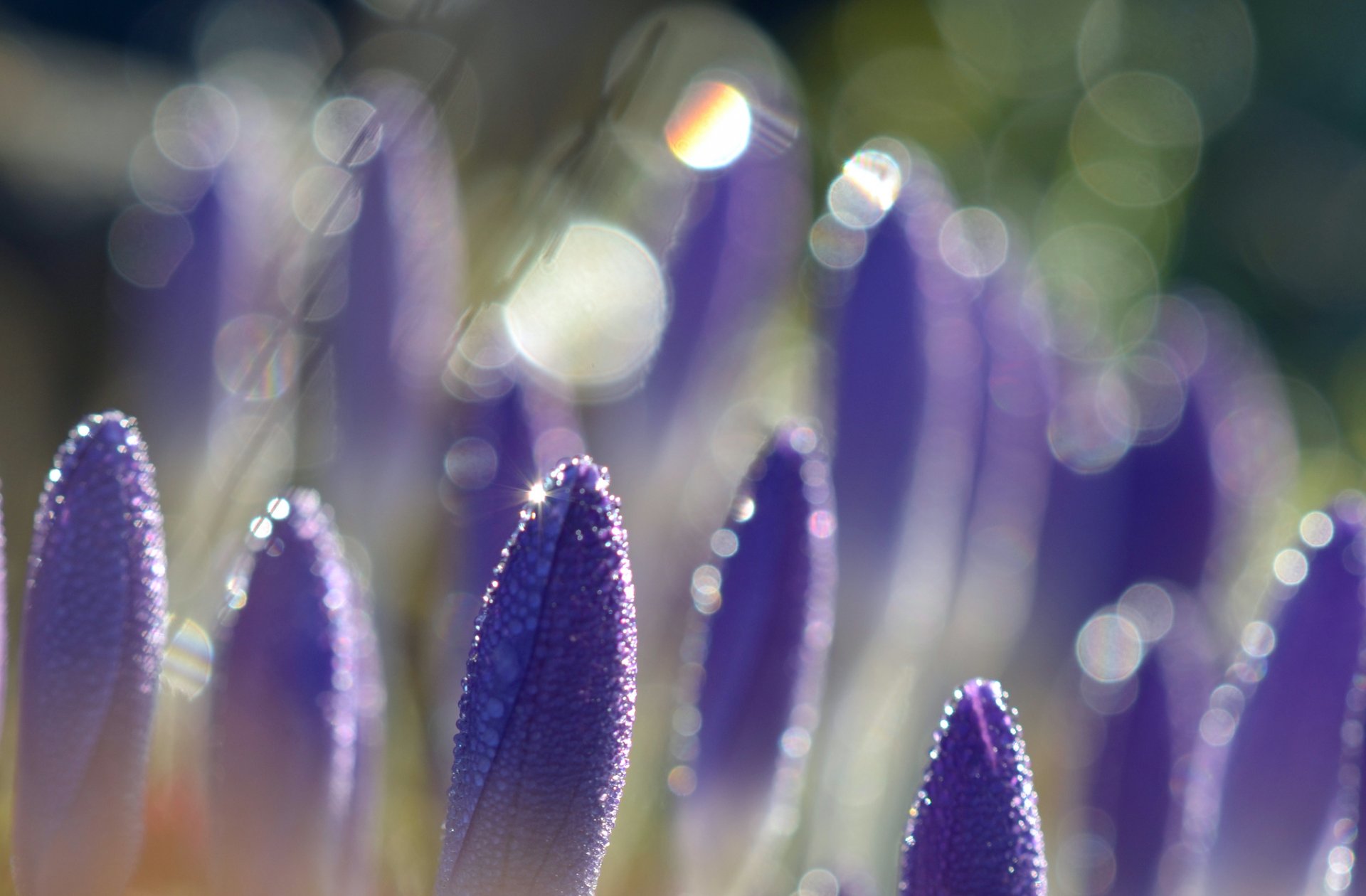 crocus lilas violet fleurs pétales gouttelettes rosée bokeh éblouissement macro flou