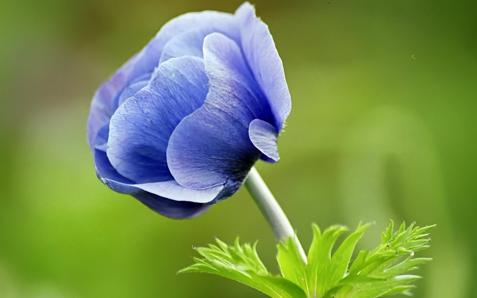 flor azul fondo verde