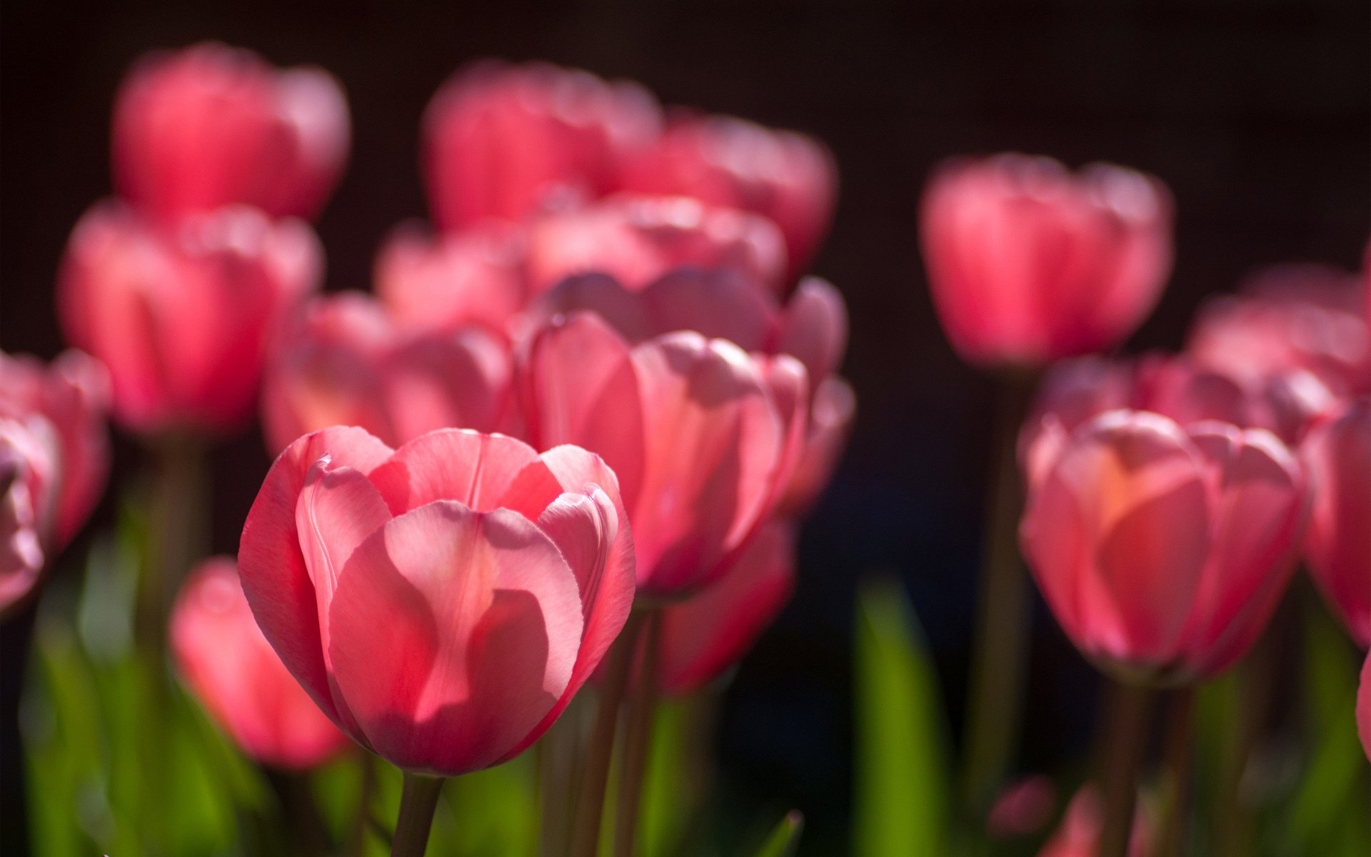 tulipani rosa molto soleggiato primavera