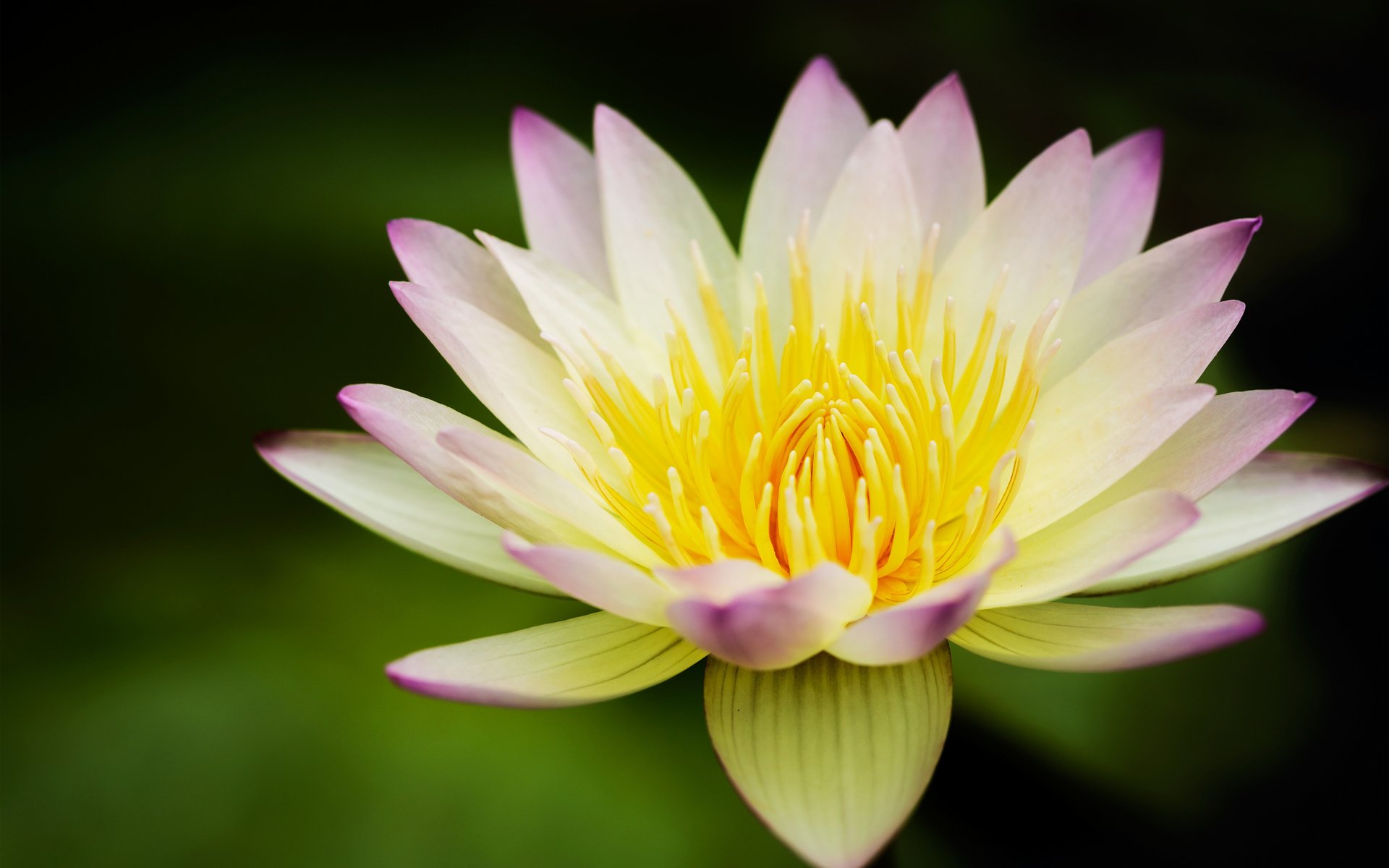 lotus jaune nénuphar nénuphar fleur